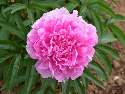 Pfingstrose Pink Parfait