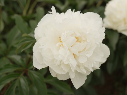 Blüte der Pfingstrose Fairview