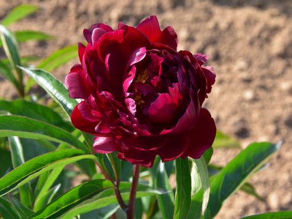 Blüte der Pfingstrose Peter Brand