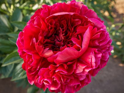 Blüte der Pfingstrose Henry Bockstoce