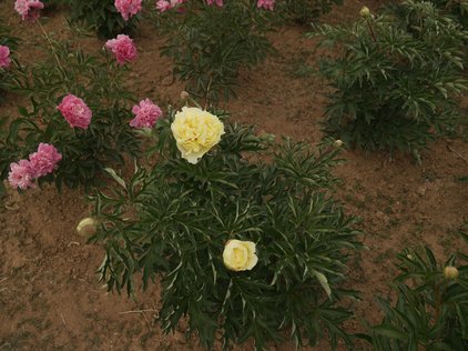 Pfingstrosenpflanze Duchesse de Lorraine