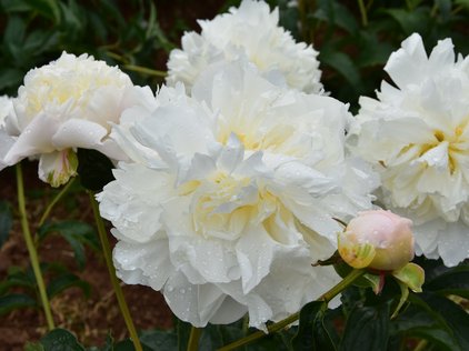 Blüten der Pfingstrose Camelia White
