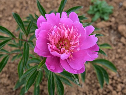 Blüte der Pfingstrose Solfatare