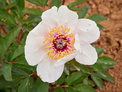 Blüte der Pfingstrose Halcyon