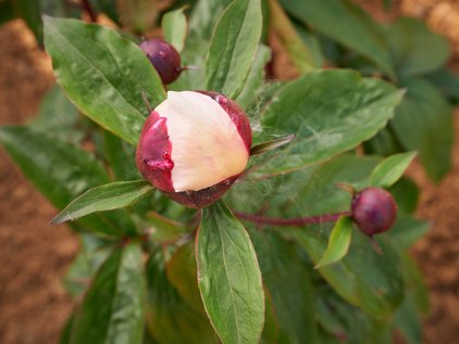 Knospe der Pfingstrose Garden Peace
