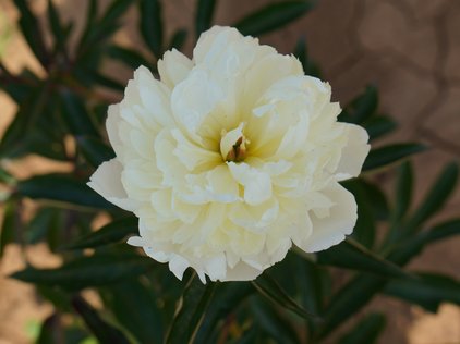 Blüte der Pfingstrose Laura Dessert