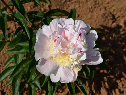Blüte der Pfingstrose Petticoat Flounce