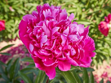 Pfingstrose Red Sarah Bernhardt