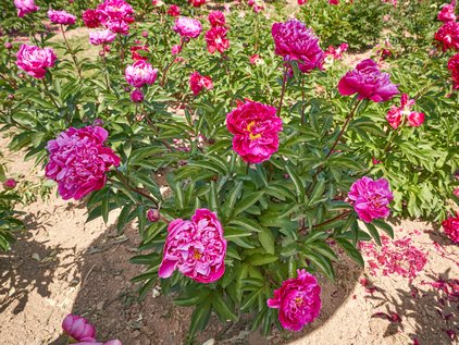 Pfingstrosenpflanze Red Sarah Bernhardt
