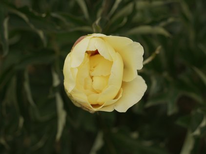 Blüte der Pfingstrose Duchesse de Lorraine im Aufblühen