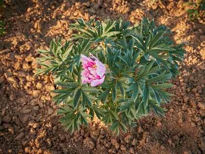 Pfingstrosenpflanze Norwegian Blush