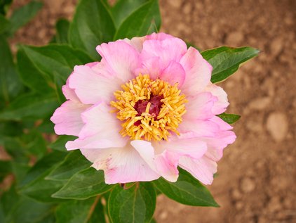 Blüte der Pfingstrose Tranquil Dove