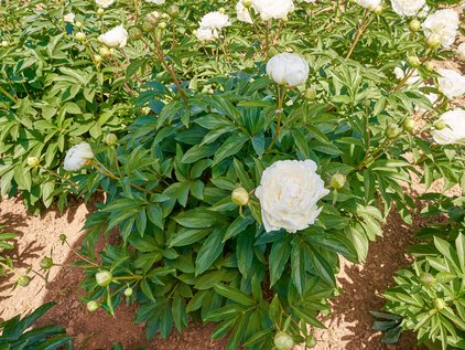 Pflanze der Pfingstrose Bright White