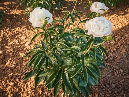 Pflanze der Pfingstrose Camelia White