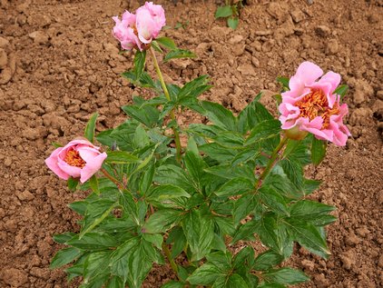 Pflanze der Pfingstrose Frances
