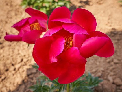 Pfingstrose Carina