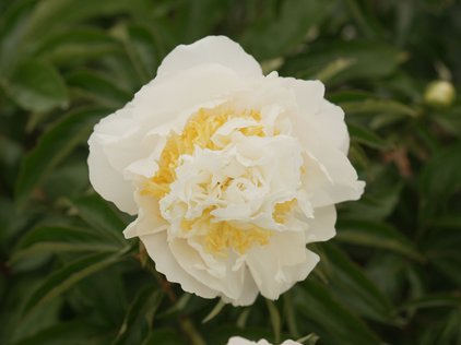 Blüte der Pfingstrose Cheddar Surprise