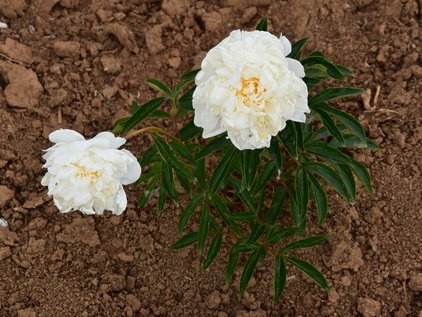 Pfingstrosenpflanze White Ivory