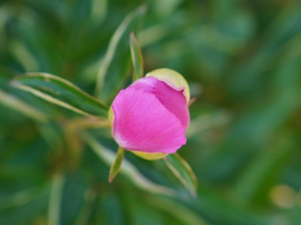 Knospe der Pfingstrose Tom Eckhardt