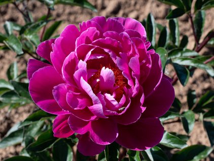 Blüte der Pfingstrose Red Sarah Bernhardt