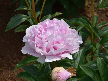 Pfingstrose Pink Diamond
