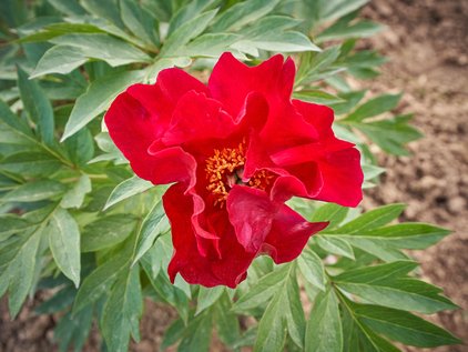 Blüte der Pfingstrose Sonoma Velvet Ruby