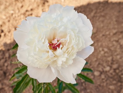 Blüte der Pfingstrose Armance Dessert