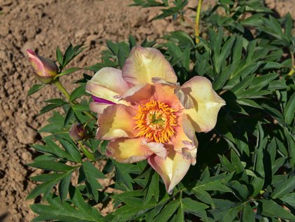 Blüte der Pfingstrose Sonoma Floozy