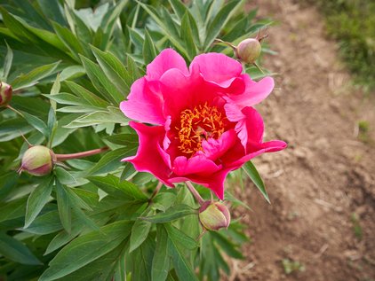 Blüte der Pfingstrose Itoh Watermelon Wine