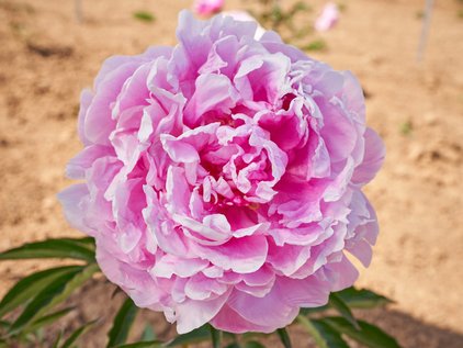Rosa Pfingstrose Clemenceau