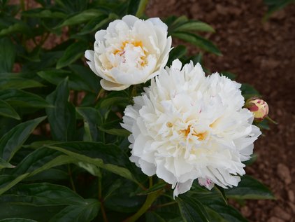  Blüten der Pfingstrose Monsieur Dupont