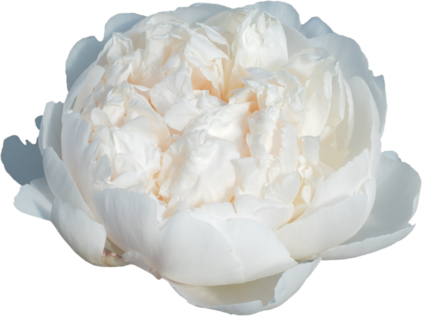 Blüte der Pfingstrose Bowl of Cream