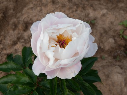Blüte der Pfingstrose Cameo Puffs