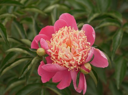 Blüte der Pfingstrose Tom Eckhardt