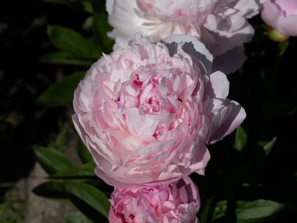 Blüten der Pfingstrose La Perle