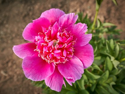 Blüte der Pfingstrose Anemoniflora