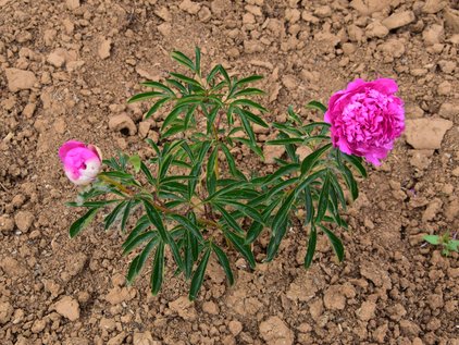 Pfingstrosenpflanze Pink Jazz