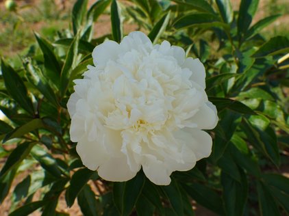 Blüte der Pfingstrose Beauty in White