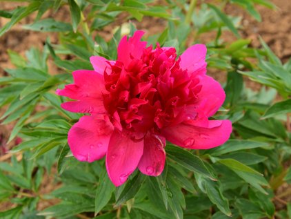 Blüte der Pfingstrose Viking Valor