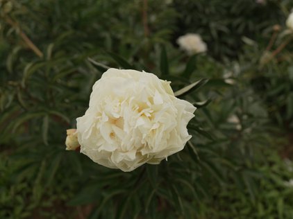 Blüte der Pfingstrose Kelway's Glorious