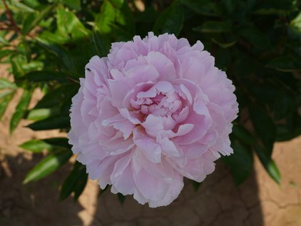 Pfingstrose Margaret Clark