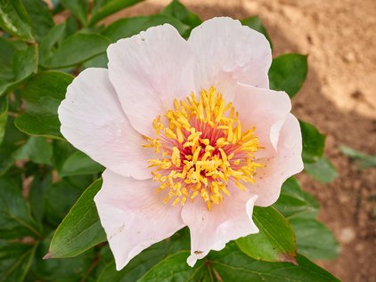 Blüte der Pfingstrose Serenade