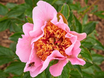 Blüte der Pfingstrose Frances