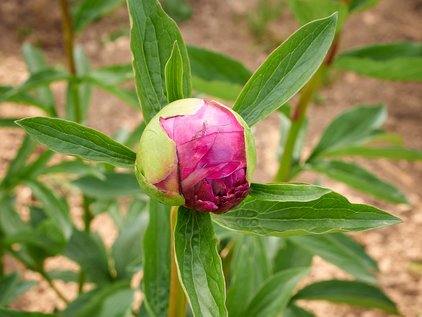 Knospe der Pfingstrose Belgravia