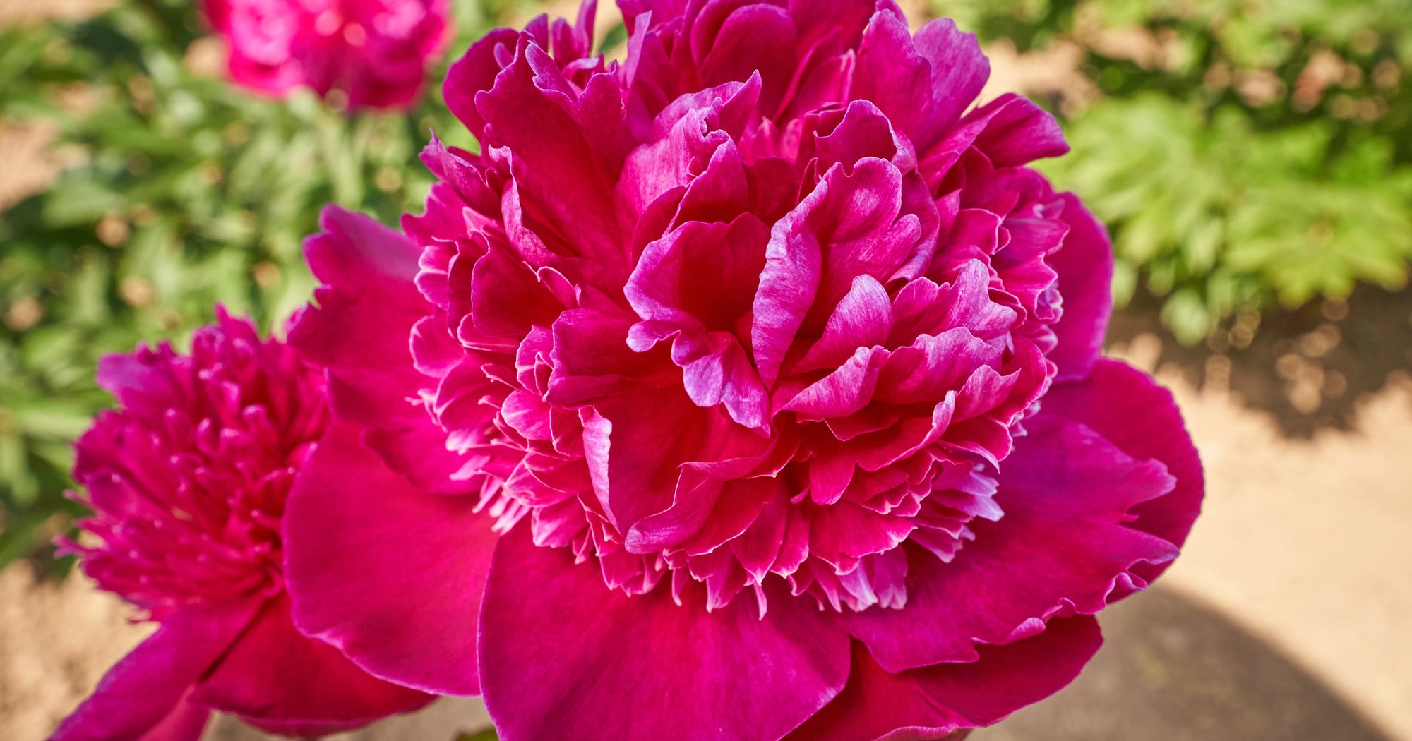 Pfingstrose Ruth Clay - Don Peony