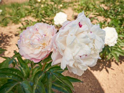 Blüten der Pfingstrose Norma Volz
