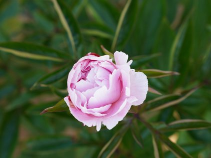 Aufblühen der Pfingstrose Marguerite Gerard