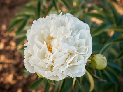Pfingstrose Fringed Ivory