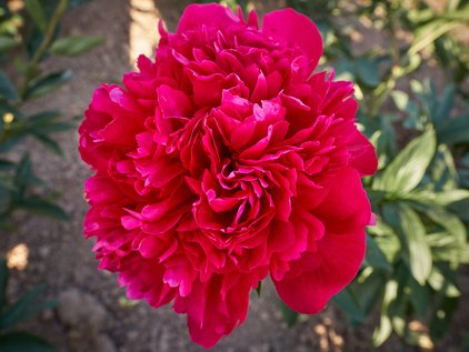 Blüte der Pfingstrose Belgravia