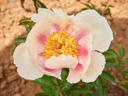 Blüte der Pfingstrose Athena